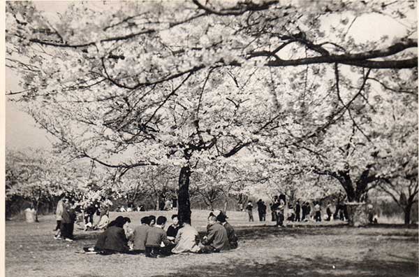 三神峯公園桜（昭36.4）