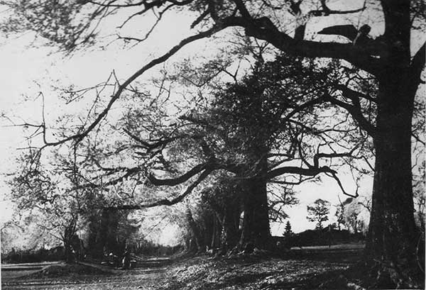 衰えが目立つ榴ヶ岡公園の桜