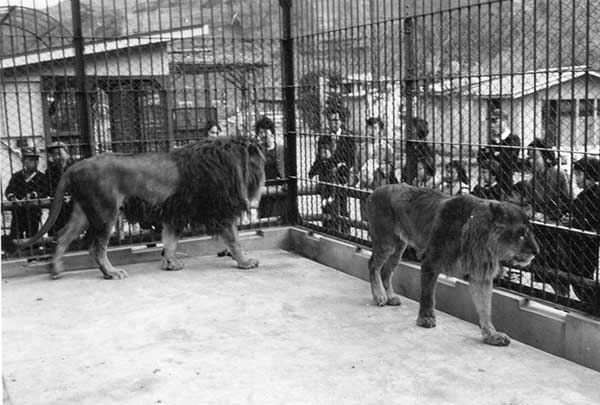 26-05-01 八木山動物公園の動物たち
